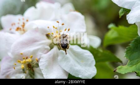 Bee harvesting apple tree flowers pollen Stock Photo