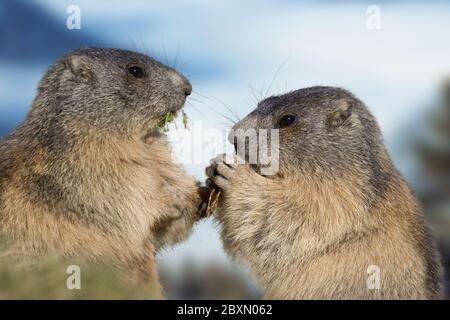 Alpine Marmot, Austria, Europe Stock Photo