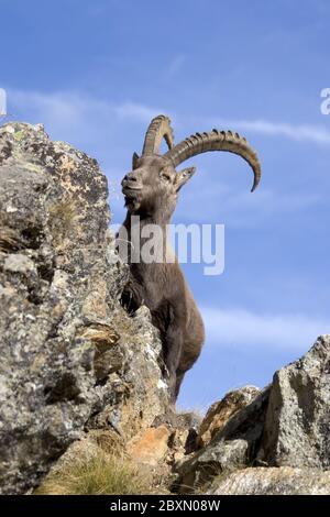 Alpine Ibex, austria, alps, europe Stock Photo