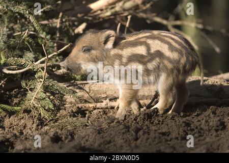 Wild Board piglets, germany Stock Photo