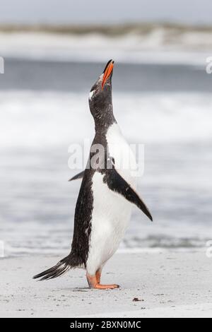 Gentoo Penguin shake down after returning from the sea Stock Photo