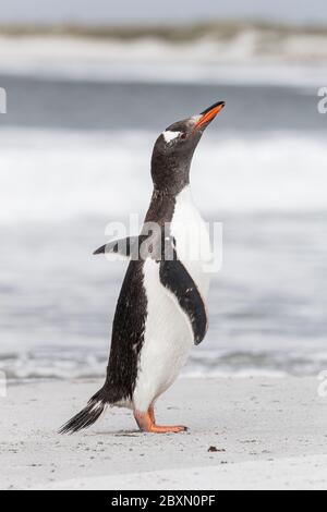 Gentoo Penguin shake down after returning from the sea Stock Photo