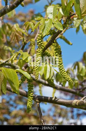 Male catkins on a walnut tree (Juglans regia) with young leaves in spring, Berkshire, May Stock Photo