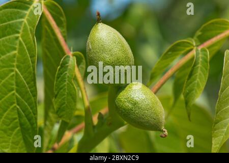 Young fruit from female flowers on a walnut tree (Juglans regia) with young leaves in spring, Berkshire, May Stock Photo