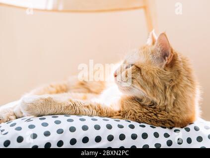 Lazy ginger cat relaxing at home laying on cozy pillow Stock Photo