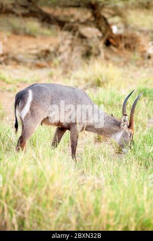 Waterbuck, Kobus ellipsiprymnus, male grazing at Samburu National Reserve. Kenya. Africa. Stock Photo