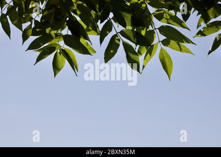 Ash leaves on sunny day against soft blue sky background with copy space Stock Photo