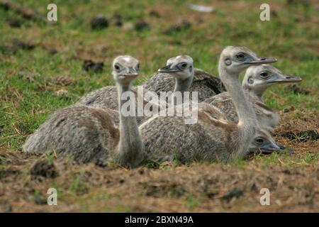 nandu, pampastrauss, rhea americana, american rhea, common rhea, greater rhea, greather rhea Stock Photo