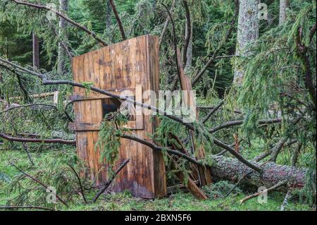 Exactly hit. During a storm a falling tree falls straight onto a hunter's hunting pulpit. Stock Photo