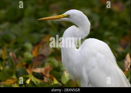Ardea alba, Great Egret Stock Photo
