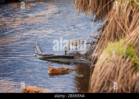 A small sandpiper searches for food on a bog among tussocks of grass Stock Photo