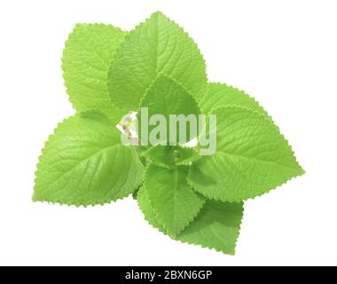 Vegetable and Herb, Bunch of Cuban Oregano or Indian Borage, Oreille or Plectranthus Amboinicus Leaves Isolated on White Background, Used for Seasonin Stock Photo