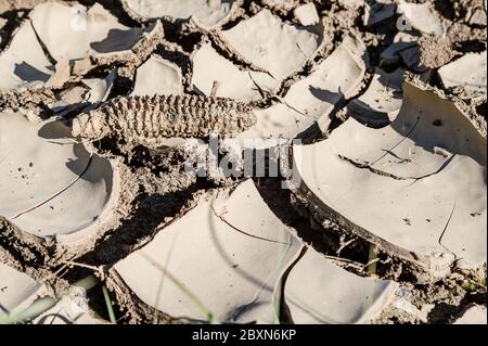 Crop failure. An old dried corncob lies on the dried and cracked farmland. Climate change is causing more and more crop failures in Europe. Stock Photo