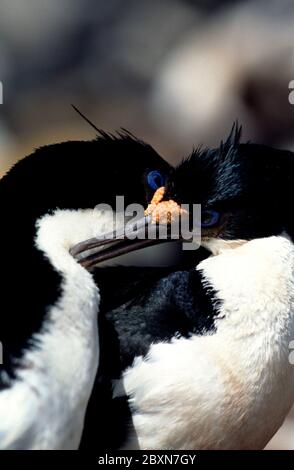 phalacrocorax albiventer, imperial shag Stock Photo