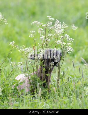 Spring lamb grazing on cow parsley in a Suffolk meadow Stock Photo