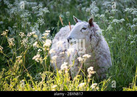 Spring grazing in a Suffolk meadow Stock Photo