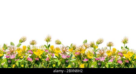 Wild flowers border isolated on white background Stock Photo
