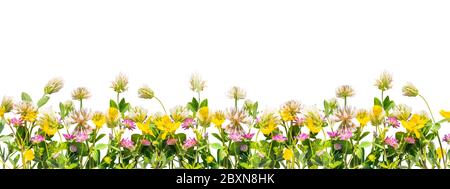 Wild flowers border isolated on white background Stock Photo