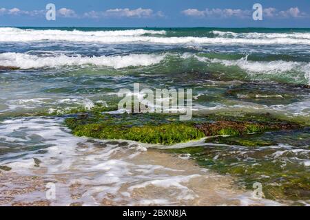 Sea stones covered with green algae close-up among the foamy waves at low tide Stock Photo