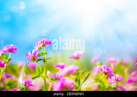 Wildflowers against a blue sky in sunny day Stock Photo