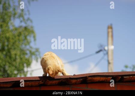 Red cat hunts on the roof for sparrows. Stock Photo