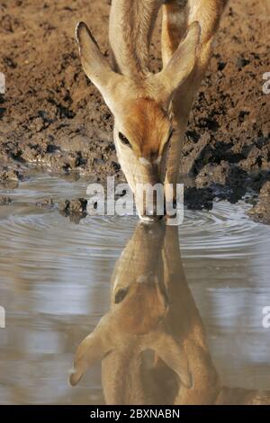 Female Nyala, Tragelaphus angasii, Mkuzi NP, south africa Stock Photo