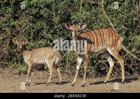 Female Nyala, Tragelaphus angasii, Mkuzi NP, south africa Stock Photo