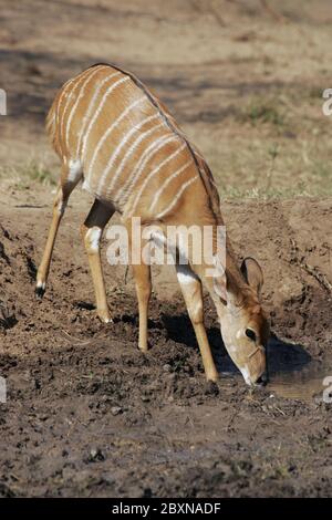 Female Nyala, Tragelaphus angasii, Mkuzi NP, south africa Stock Photo