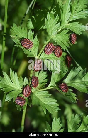 Aggregation or Group of Striped Shield Bugs, Shield Bugs, Italian Striped Bugs or Minstrel Bugs Graphosoma italicum syn Graphosoma lineatum Stock Photo