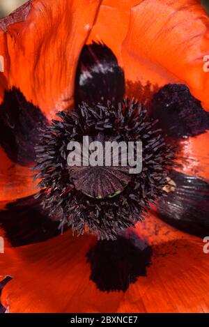 Flower Detail & Stamens of Red Oriental Poppy Papaver orientale Stock Photo