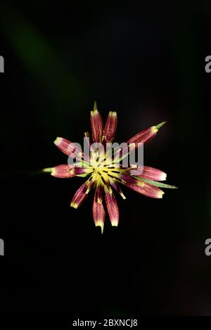 Salsify Flower Tragopogon porrifolius Against Black Background or Isolated on Black Background Stock Photo