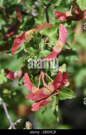 Winged Seed Pods of Field Maple Acer campestre Stock Photo
