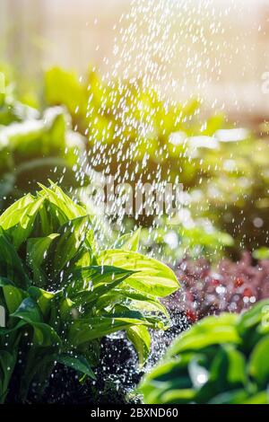 watering green hosta plants in evening hours, water drops in warm sunlight Stock Photo