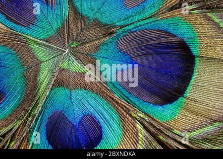 Background of peacock feather close up, macro Stock Photo