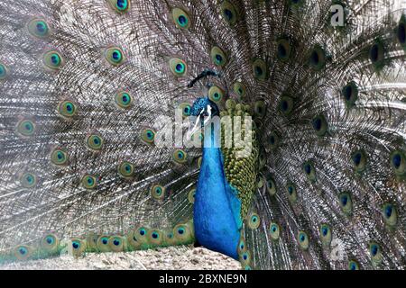 Close up of a beautiful Indian peafowl with an open tail Stock Photo