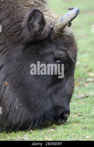 Bison bonasus, European bison Stock Photo