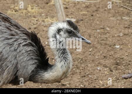 Close-up of a greater rhea Stock Photo