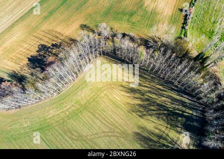 Cereal farm in a plain and riverbed with poplar trees. Stock Photo
