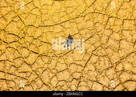 Man seated in a land cracked by drought. Stock Photo