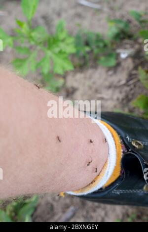 Ant bite on the skin of the foot. Red inflammation from damage to human ...