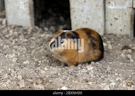 Portrait of a cute Guinea pig Stock Photo