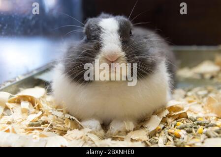 Big grey and white rabbit with a sweet nose lie in a glass knoll Stock Photo