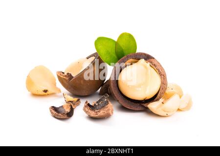 Inshell macadamia nuts with leaves isolated on white background. Stock Photo