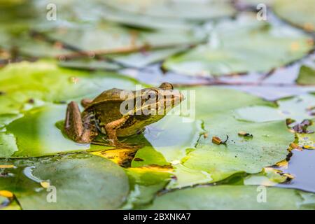 Frog sitting on the lily leaf in pond Stock Photo