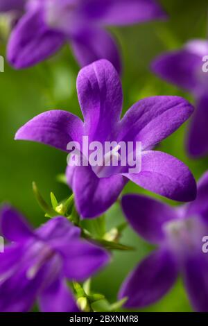 Blooming of blue mountain alpine bellflower in nature, Campanula alpina. Floral background. Close-up. Selective focus. Stock Photo