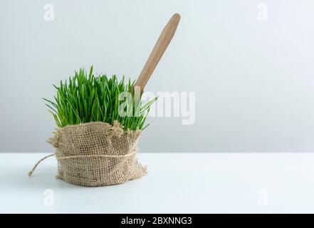 Microgreen wheat wrapped in burlap and a wooden fork, healthy food Stock Photo