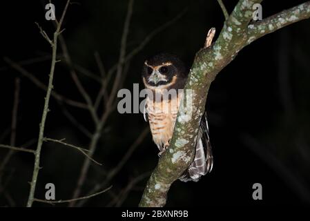 A Tawny-browed Owl (Pulsatrix koeniswaldiana) from the Atlantic Rainfores of SE Brazil Stock Photo