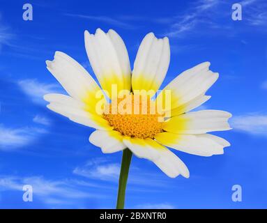 Spring flower, a solitary Crown daisy - Glebionis coronaria or Chamaemelum mixtum growing naturally in Portugal against a blue sky with cirrus clouds. Stock Photo