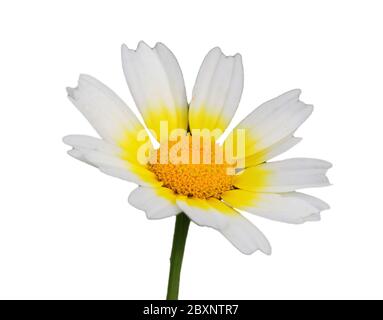 Spring flower, a solitary Crown daisy - Glebionis coronaria or Chamaemelum mixtum growing naturally in Portugal. Isolated on white. Stock Photo