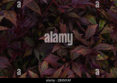 Astilbe japonica leaves dark burgundy red texture Stock Photo